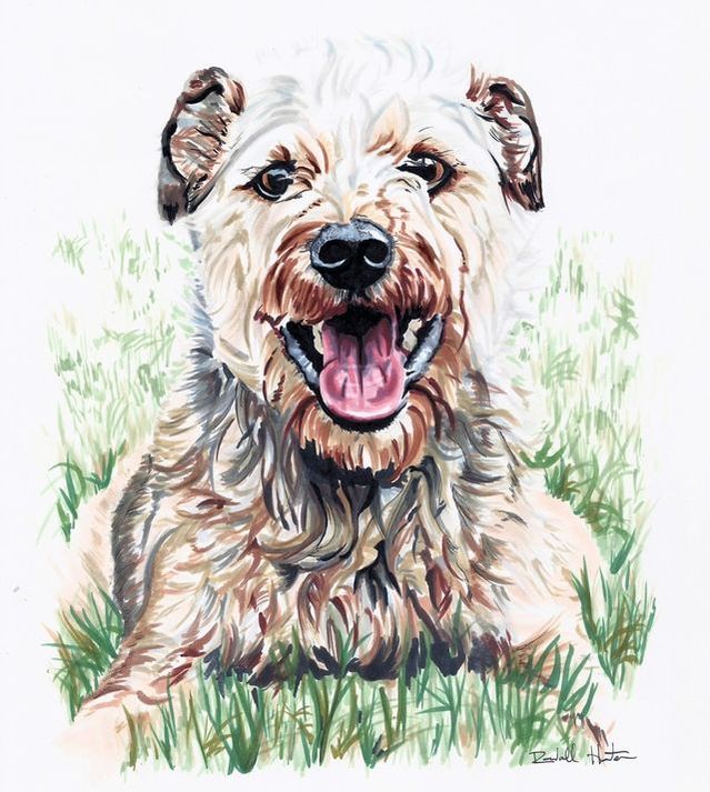 Colorful dog pet portrait