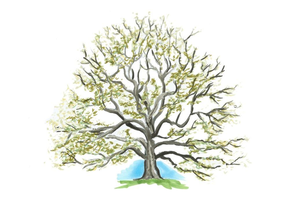 Oak Tree Drawing